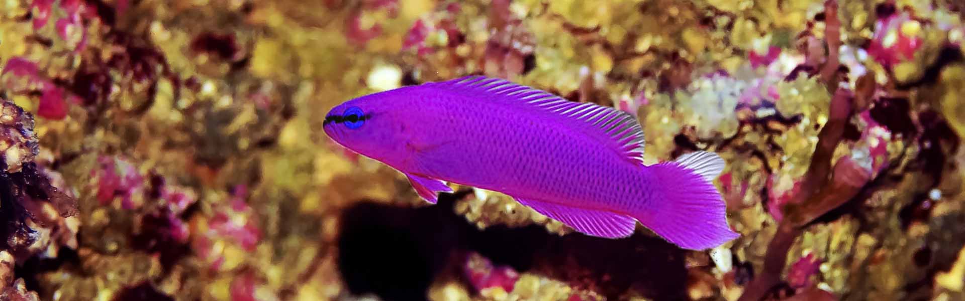 Orchid Dottyback